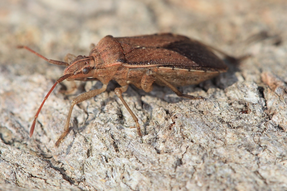 Coreidae: Ceraleptus obtusus dell''Isola d''Elba